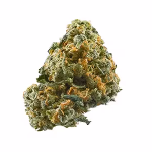 ON SPECIAL CHEESE GREENHOUSE (INDICA)