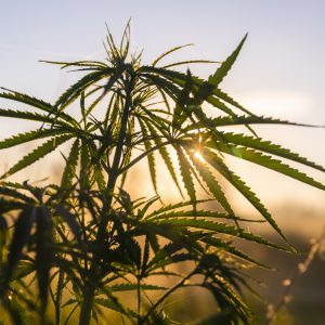 Flower - Outdoor