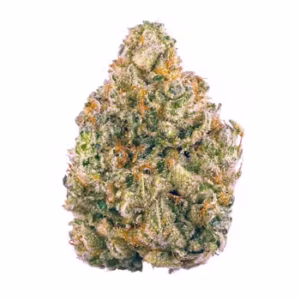 ON SPECIAL POP TARTS INDOOR (HYBRID)