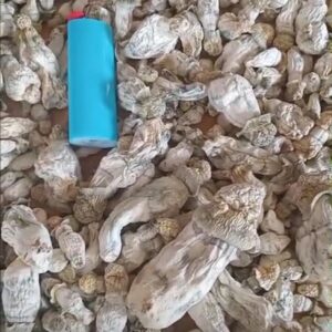 PINUS ENVY SHROOMS