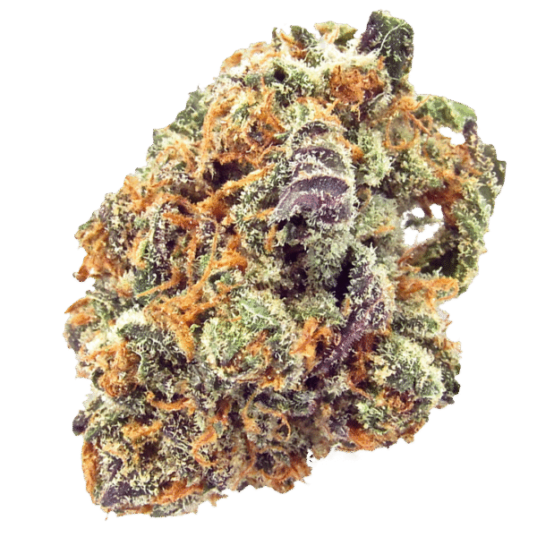 ON SPECIAL MIMOSA (HYBRID)