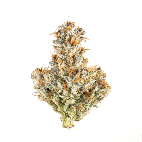 ON SPECIAL WHITE TRUFFLE GH (Indica)