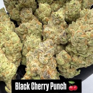 BLACK CHERRY PUNCH (H) INDOOR